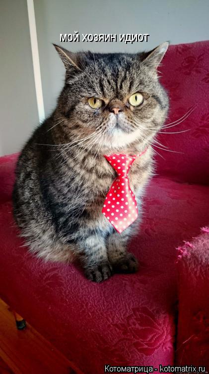 Котоматрица: мой хозяин идиот