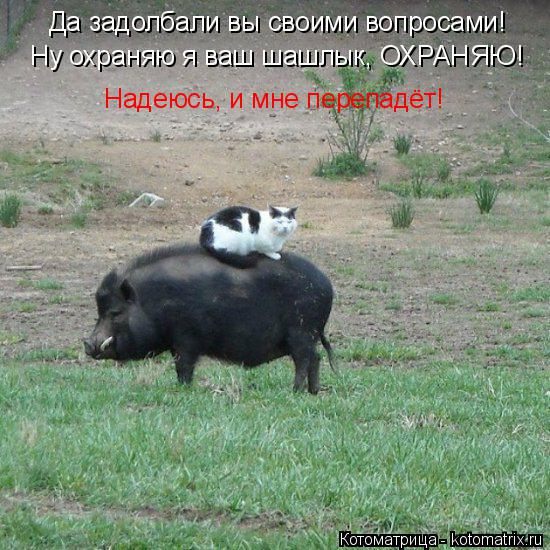Да задолбали вы своими вопросами! Ну охраняю я ваш шашлык, ОХРАНЯЮ! Надеюсь, и мне перепадёт!... Котоматрица: Да задолбали вы своими вопросами! Ну охраняю я ваш шашлык, ОХРАНЯЮ! Надеюсь, и мне перепадёт!