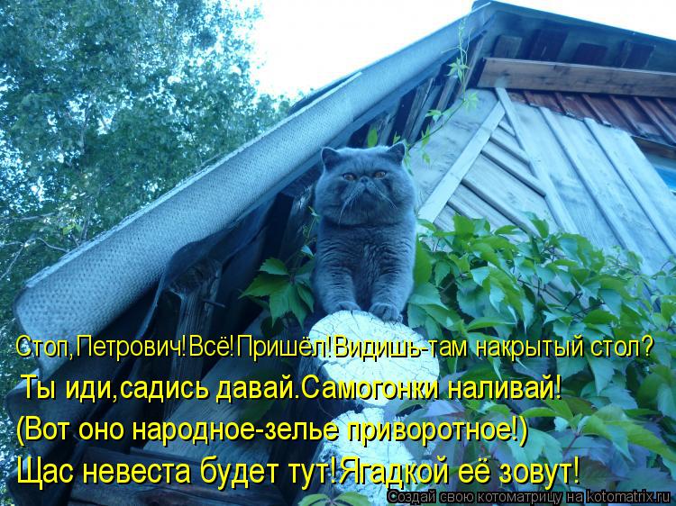Стоп,Петрович!Всё!Пришёл!Видишь-там накрытый стол? Ты иди,садись давай.Самогонки наливай! (Вот оно на... Котоматрица: Стоп,Петрович!Всё!Пришёл!Видишь-там накрытый стол? Ты иди,садись давай.Самогонки наливай! (Вот оно народное-зелье приворотное!) Щас невеста