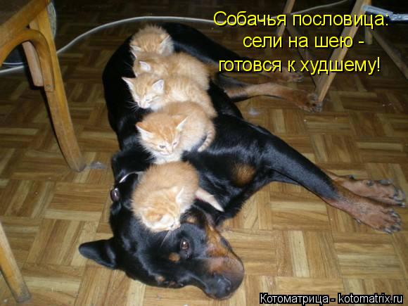 Собачья пословица: сели на шею - готовся к худшему!... Котоматрица: Собачья пословица: сели на шею - готовся к худшему!