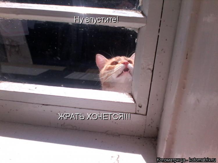 Котоматрица: Ну впустите! ЖРАТЬ ХОЧЕТСЯ!!!