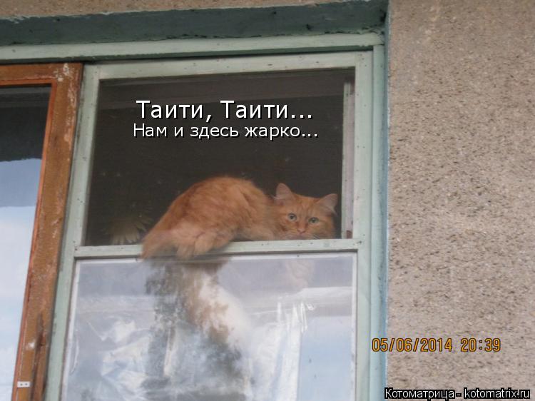 Таити, Таити... Нам и здесь жарко...... Котоматрица: Таити, Таити... Нам и здесь жарко...