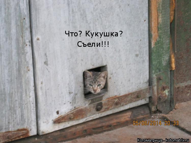 Что? Кукушка? Съели!!!... Котоматрица: Что? Кукушка? Съели!!!