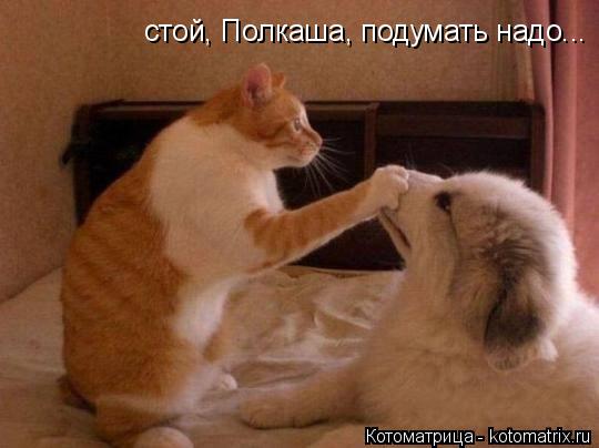 стой, Полкаша, подумать надо...... Котоматрица: стой, Полкаша, подумать надо...