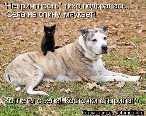 Котоматрица: "Неприятность" тихо подкралась... Села на спину, мяукает! Котлеты съела! Косточки стырила!((