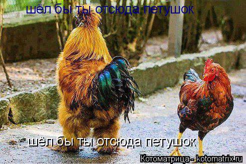 Котоматрица: шёл бы ты отсюда петушок шёл бы ты отсюда петушок