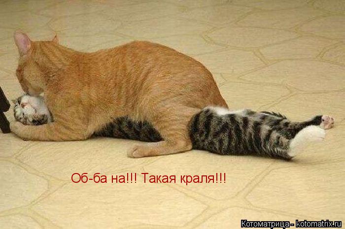 Котоматрица: Об-ба на!!! Такая краля!!!