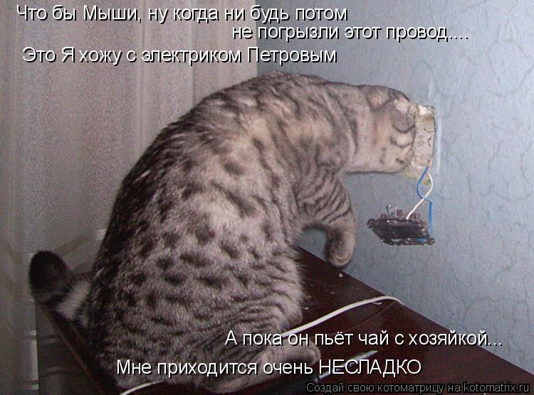 Что бы Мыши, ну когда ни будь потом не погрызли этот провод.... Это Я хожу с электриком Петровым А по... Котоматрица: Что бы Мыши, ну когда ни будь потом не погрызли этот провод.... Это Я хожу с электриком Петровым А пока он пьёт чай с хозяйкой... Мне приходится