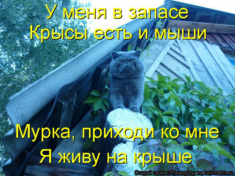 У меня в запасе Крысы есть и мыши Мурка, приходи ко мне Я живу на крыше... Котоматрица: У меня в запасе Крысы есть и мыши Мурка, приходи ко мне Я живу на крыше