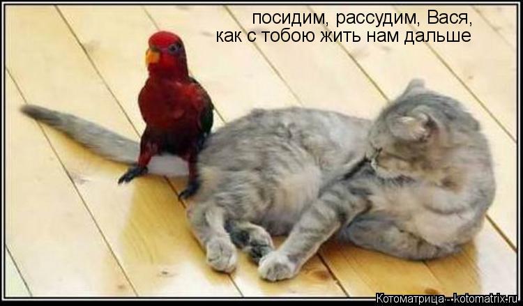посидим, рассудим, Вася, как с тобою жить нам дальше... Котоматрица: посидим, рассудим, Вася, как с тобою жить нам дальше