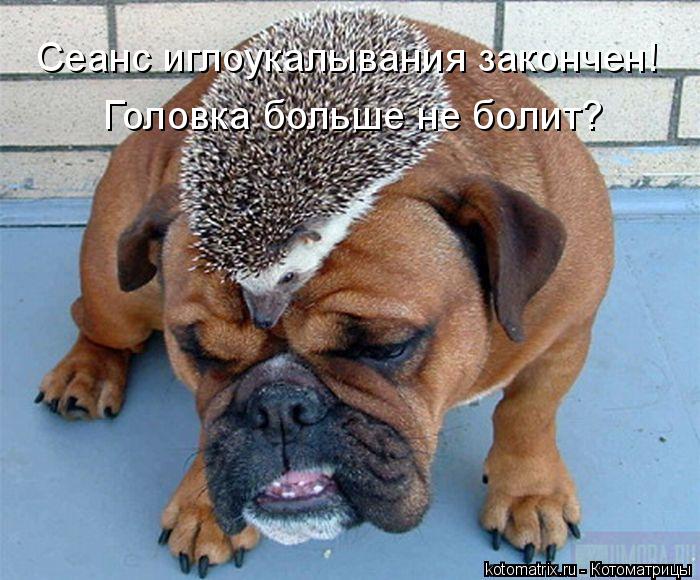 Котоматрица: Сеанс иглоукалывания закончен! Головка больше не болит?