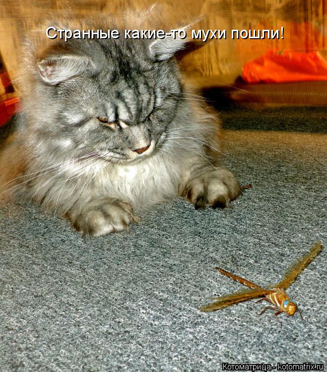 Странные какие-то мухи пошли!... Котоматрица: Странные какие-то мухи пошли!