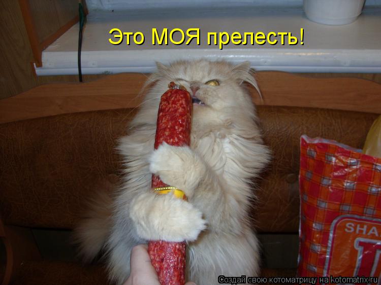 Это МОЯ прелесть!... Котоматрица: Это МОЯ прелесть!
