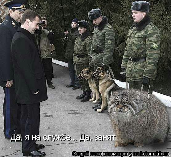 Да, я на службе... Да, занят... Котоматрица: Да, я на службе... Да, занят