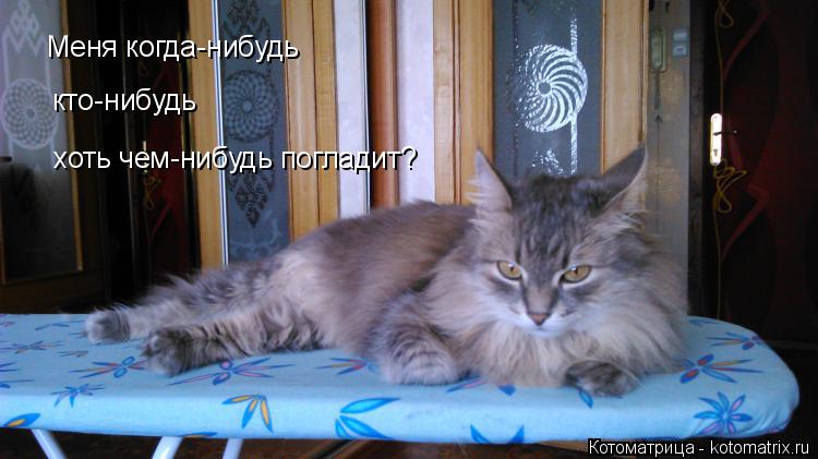Меня когда-нибудь кто-нибудь хоть чем-нибудь погладит?... Котоматрица: Меня когда-нибудь кто-нибудь хоть чем-нибудь погладит?