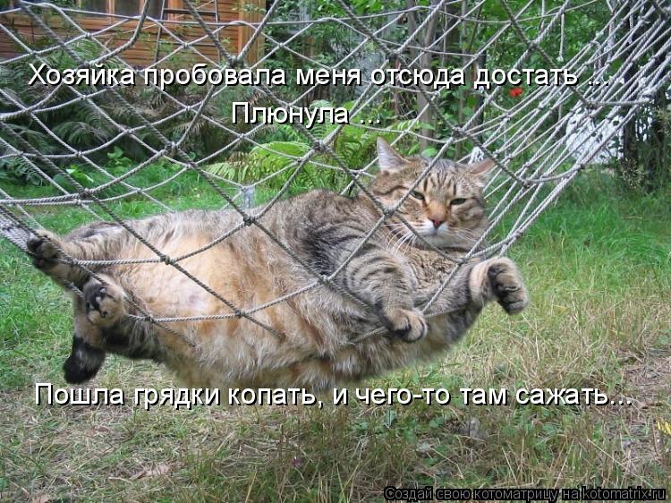 Хозяйка пробовала меня отсюда достать ... Плюнула ... Пошла грядки копать, и чего-то там сажать...... Котоматрица: Хозяйка пробовала меня отсюда достать ... Плюнула ... Пошла грядки копать, и чего-то там сажать...