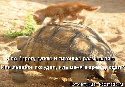 Я по берегу гуляю и тихонько размышляю. Или львенок похудал, иль меня в аренду сдал?!... Котоматрица: Я по берегу гуляю и тихонько размышляю. Или львенок похудал, иль меня в аренду сдал?!