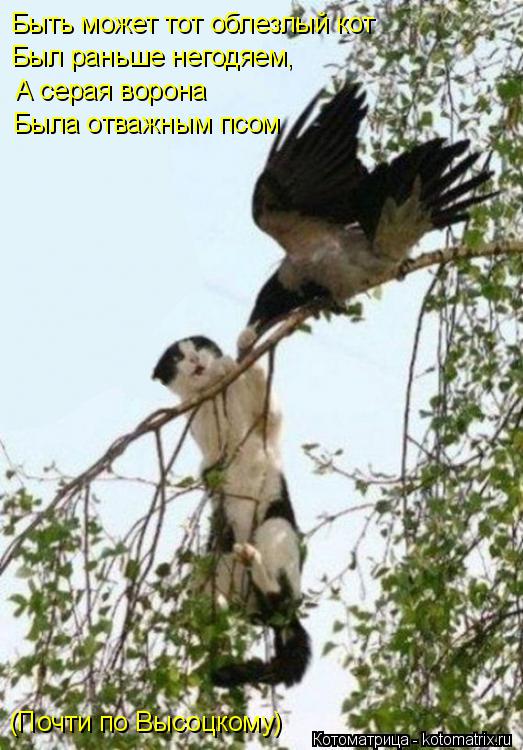Быть может тот облезлый кот Был раньше негодяем, А серая ворона Была отважным псом (Почти по Высоцком... Котоматрица: Быть может тот облезлый кот Был раньше негодяем, А серая ворона Была отважным псом (Почти по Высоцкому)