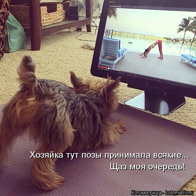 Хозяйка тут позы принимала всякие... Щаз моя очередь!... Котоматрица: Хозяйка тут позы принимала всякие... Щаз моя очередь!