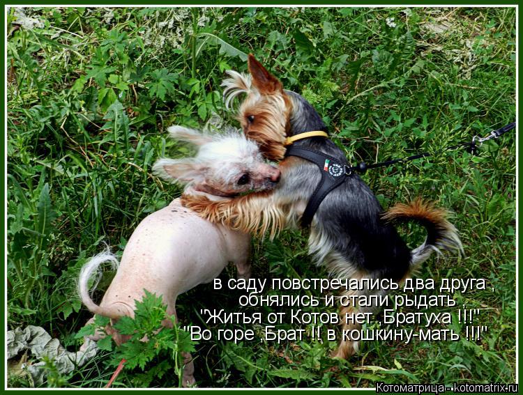 в саду повстречались два друга , обнялись и стали рыдать , "Житья от Котов нет ,Братуха !!!" "Во горе... Котоматрица: в саду повстречались два друга , обнялись и стали рыдать , "Житья от Котов нет ,Братуха !!!" "Во горе ,Брат !! в кошкину-мать !!!"