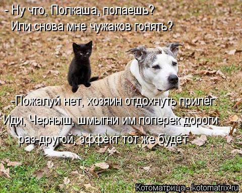 - Ну что, Полкаша, полаешь? Или снова мне чужаков гонять? -Пожалуй нет, хозяин отдохнуть прилёг. Иди,... Котоматрица: - Ну что, Полкаша, полаешь? Или снова мне чужаков гонять? -Пожалуй нет, хозяин отдохнуть прилёг. Иди, Черныш, шмыгни им поперек дороги раз-друг