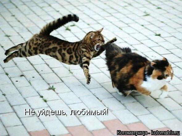 Не уйдешь, любимый!... Котоматрица: Не уйдешь, любимый!