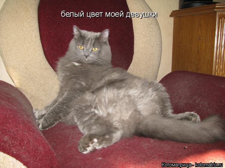 белый цвет моей девушки... Котоматрица: белый цвет моей девушки