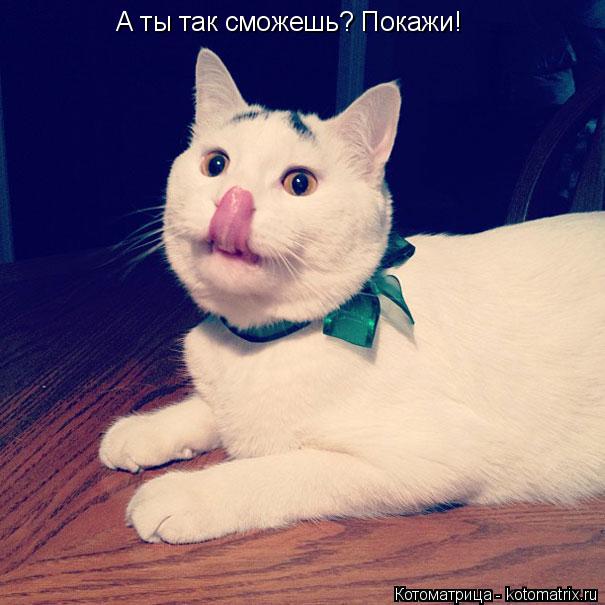 А ты так сможешь? Покажи!... Котоматрица: А ты так сможешь? Покажи!