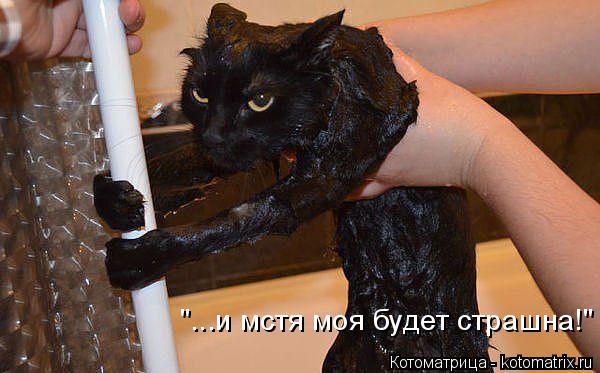 "...и мстя моя будет страшна!"... Котоматрица: "...и мстя моя будет страшна!"