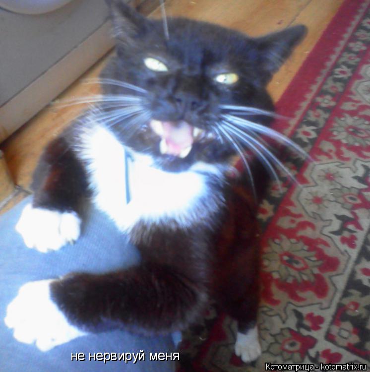 не нервируй меня не нервируй меня не нервируй меня... Котоматрица: не нервируй меня не нервируй меня не нервируй меня