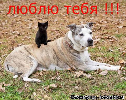 люблю тебя !!!... Котоматрица: люблю тебя !!!