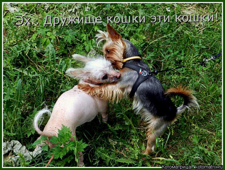 Эх.. Дружище кошки эти кошки!... Котоматрица: Эх.. Дружище кошки эти кошки!