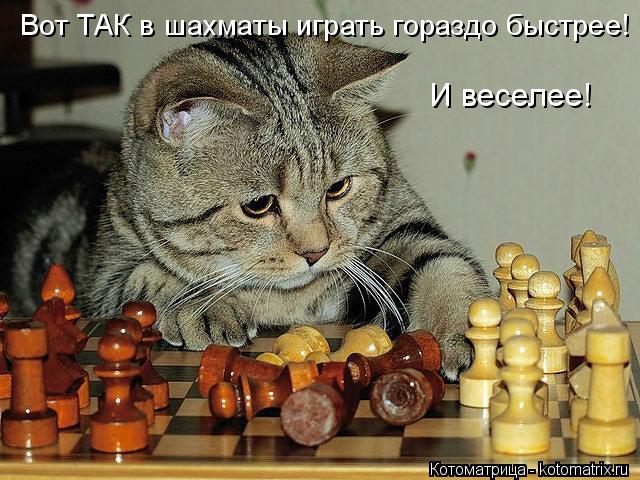 Вот ТАК в шахматы играть гораздо быстрее! И веселее!... Котоматрица: Вот ТАК в шахматы играть гораздо быстрее! И веселее!