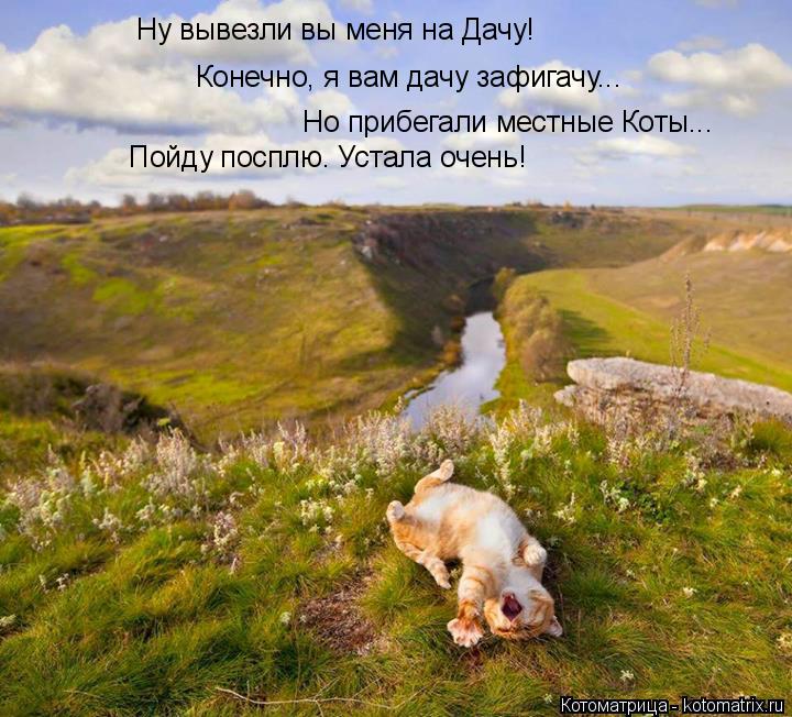 Котоматрица: Ну вывезли вы меня на Дачу! Но прибегали местные Коты... Пойду посплю. Устала очень! Конечно, я вам дачу зафигачу...
