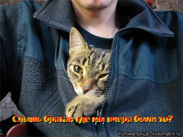 Котоматрица: Слышь братан где мы вчера были то? Слышь братан где мы вчера были то? Слышь братан где мы вчера были то?
