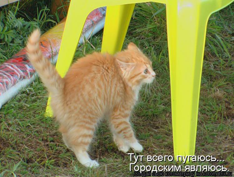 Тут всего пугаюсь... Городским являюсь.... Котоматрица: Тут всего пугаюсь... Городским являюсь.
