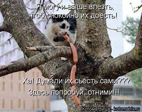 Ха! Думали их сьесть сами??? Здесь попробуй, отними!!! Я могу и выше влезть, чтоб спокойно их доесть!... Котоматрица: Ха! Думали их сьесть сами??? Здесь попробуй, отними!!! Я могу и выше влезть, чтоб спокойно их доесть!