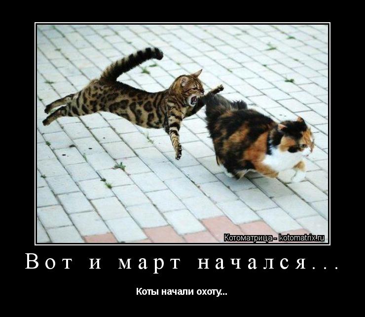 Вот и март начался... Коты начали охоту...... Котоматрица: Вот и март начался... Коты начали охоту...
