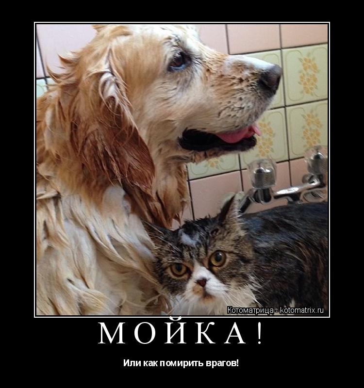 Котоматрица: МОЙКА! Или как помирить врагов!