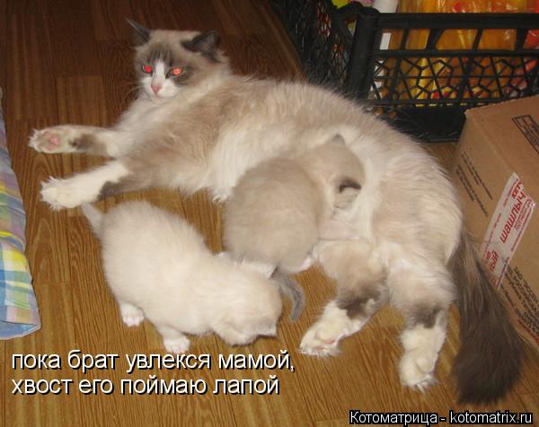 пока брат увлекся мамой, хвост его поймаю лапой... Котоматрица: пока брат увлекся мамой, хвост его поймаю лапой
