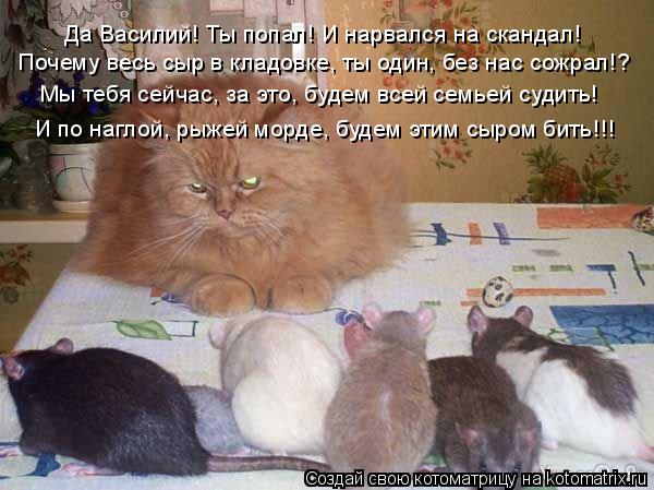 Да Василий! Ты попал! И нарвался на скандал! Почему весь сыр в кладовке, ты один, без нас сожрал!? Мы... Котоматрица: Да Василий! Ты попал! И нарвался на скандал! Почему весь сыр в кладовке, ты один, без нас сожрал!? Мы тебя сейчас, за это, будем всей семьей суди