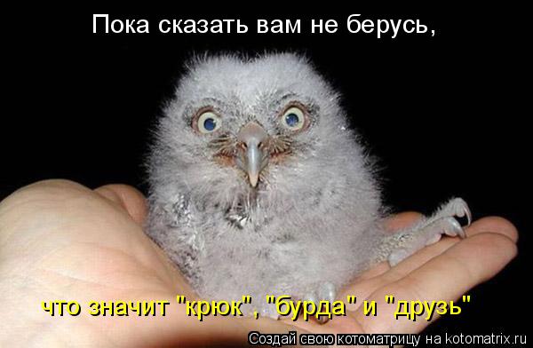 Котоматрица: Пока сказать вам не берусь, что значит "крюк", "бурда" и "друзь"
