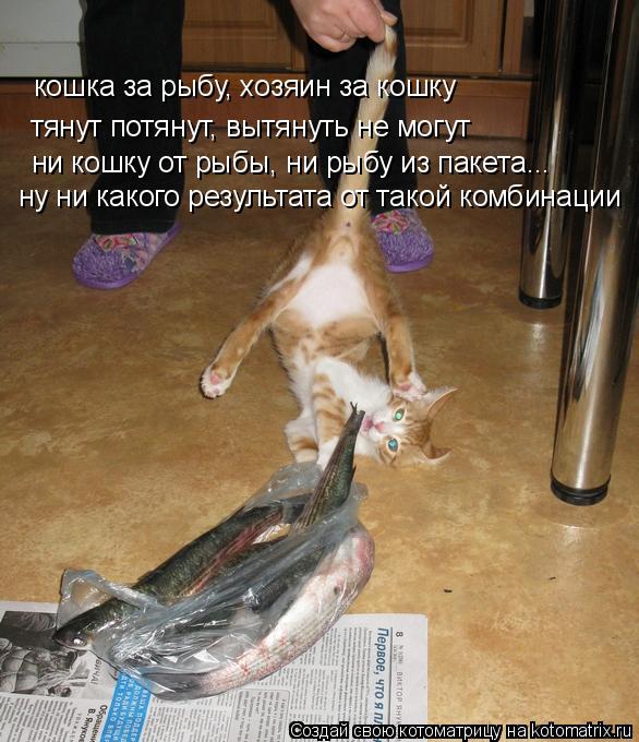 тянут потянут, вытянуть не могут кошка за рыбу, хозяин за кошку ни кошку от рыбы, ни рыбу из пакета..... Котоматрица: тянут потянут, вытянуть не могут кошка за рыбу, хозяин за кошку ни кошку от рыбы, ни рыбу из пакета... ну ни какого результата от такой комбина
