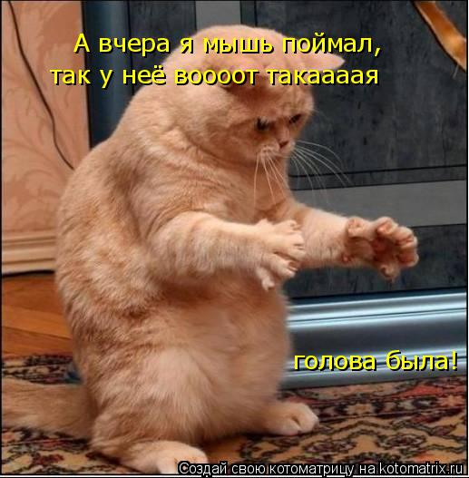 А вчера я мышь поймал, так у неё воооот такаааая голова была! А вчера я мышь поймал, так у неё воооот... Котоматрица: А вчера я мышь поймал, так у неё воооот такаааая голова была! А вчера я мышь поймал, так у неё воооот такаааая голова была! А вчера я мышь пойм