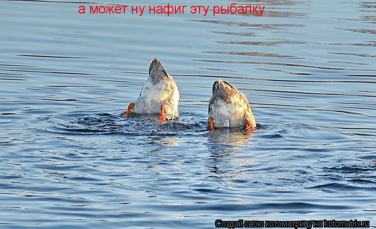 а может ну нафиг эту рыбалку... Котоматрица: а может ну нафиг эту рыбалку