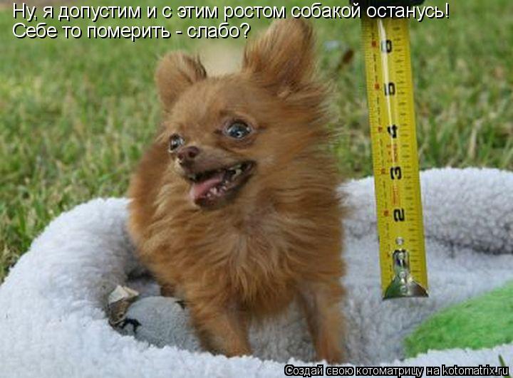 Себе то померить - слабо? Ну, я допустим и с этим ростом собакой останусь!... Котоматрица: Себе то померить - слабо? Ну, я допустим и с этим ростом собакой останусь!