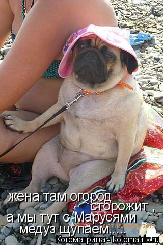 жена там огород сторожит , а мы тут с Марусями медуз щупаем........ Котоматрица: жена там огород сторожит , а мы тут с Марусями медуз щупаем.....