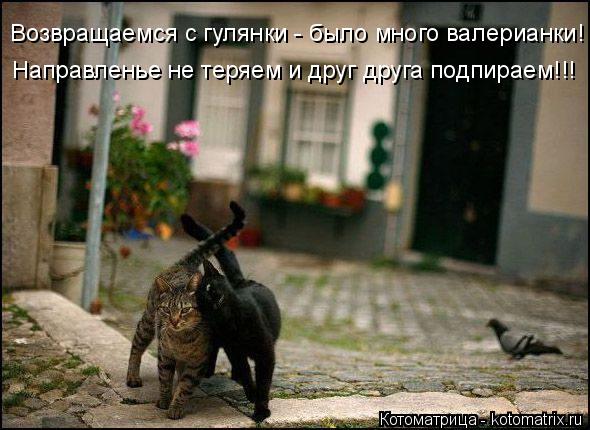 Котоматрица: Возвращаемся с гулянки - было много валерианки! Направленье не теряем и друг друга подпираем!!!