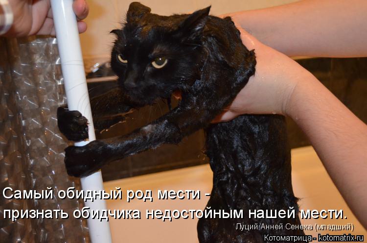 Самый обидный род мести - признать обидчика недостойным нашей мести. Луций Анней Сенека (младший)... Котоматрица: Самый обидный род мести - признать обидчика недостойным нашей мести. Луций Анней Сенека (младший)