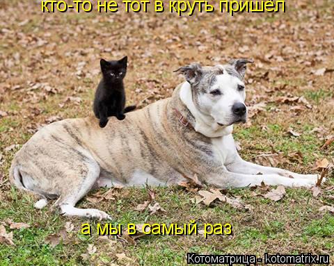 кто-то не тот в круть пришёл а мы в самый раз... Котоматрица: кто-то не тот в круть пришёл а мы в самый раз